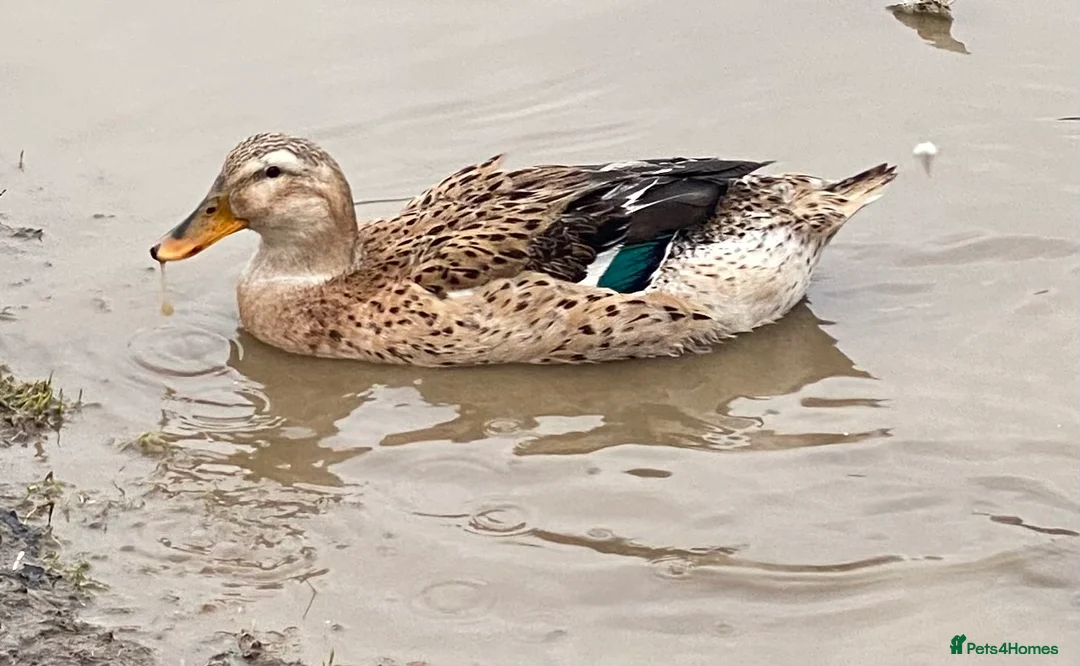 Ducks poultry for sale: Silver Appleyard Ducks   - Advert 1