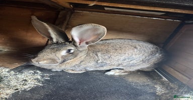 Continental Giant rabbits - Advert 3