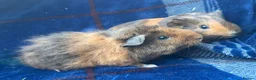 Guinea Pig rodents for sale: Boy piggy’s for sale  - Advert 2