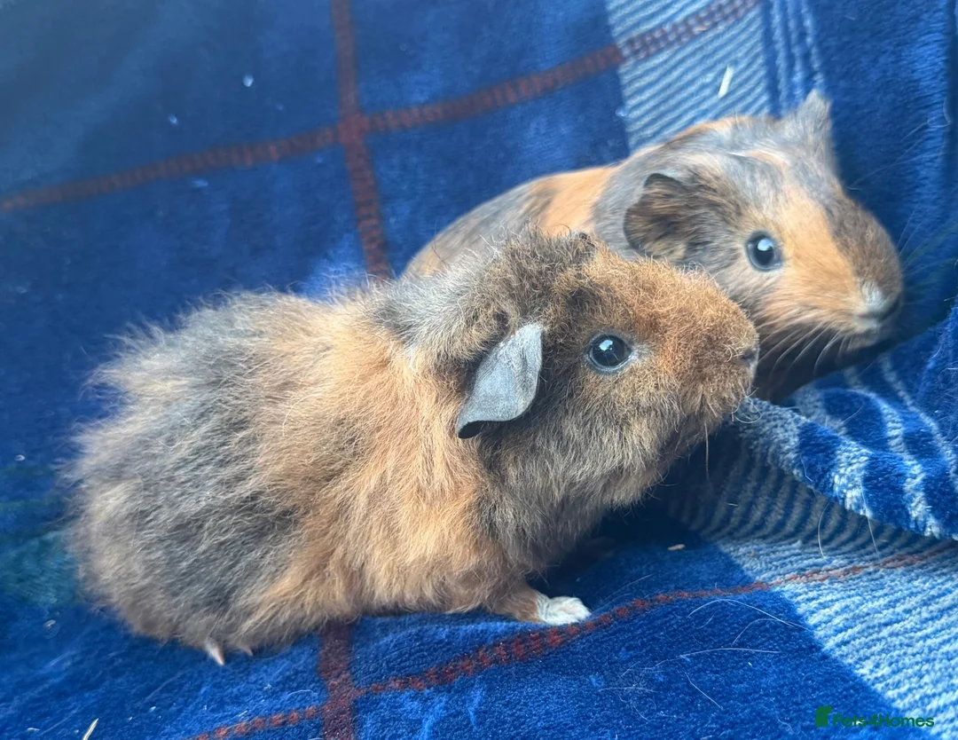 Guinea Pig rodents for sale: Boy piggy’s for sale  - Advert 2