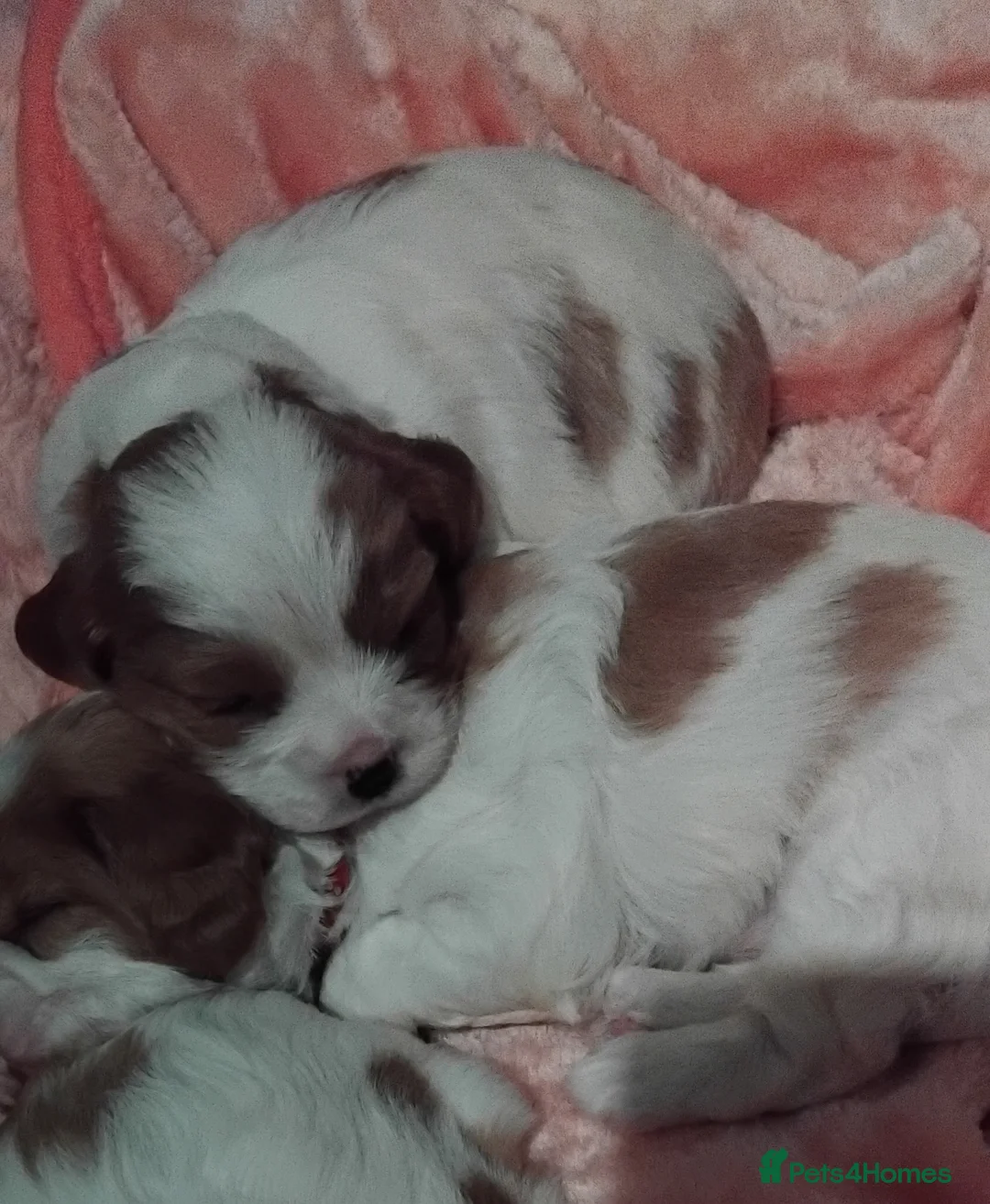 Cavalier King Charles Spaniel dogs for sale: King charles cavalier puppies - Advert 12