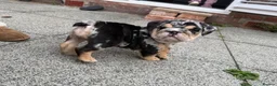 English Bulldog dogs for sale: KC reg black Merle bitch 💖 in Southport - Advert 6