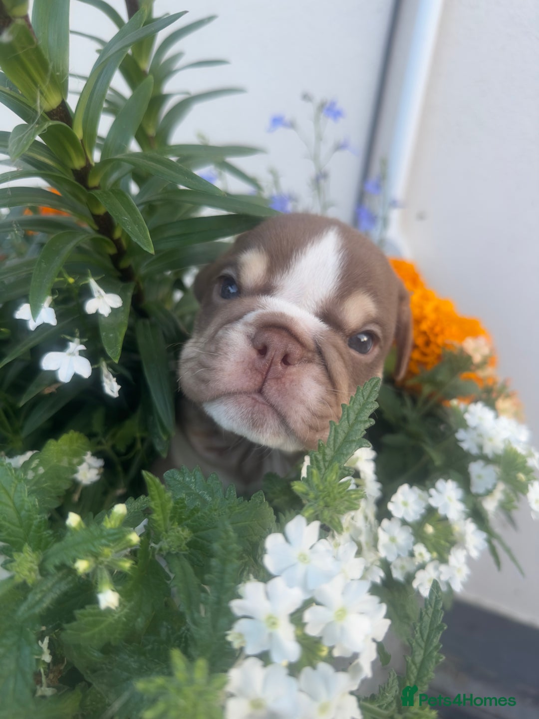 English Bulldog dogs for sale: **REDUCED **READY TO LEAVE CHUNKY ENGLISH BULLDOG - Image 28