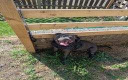 Staffordshire Bull Terrier dogs for sale: Blue staff for sale  - Image 23