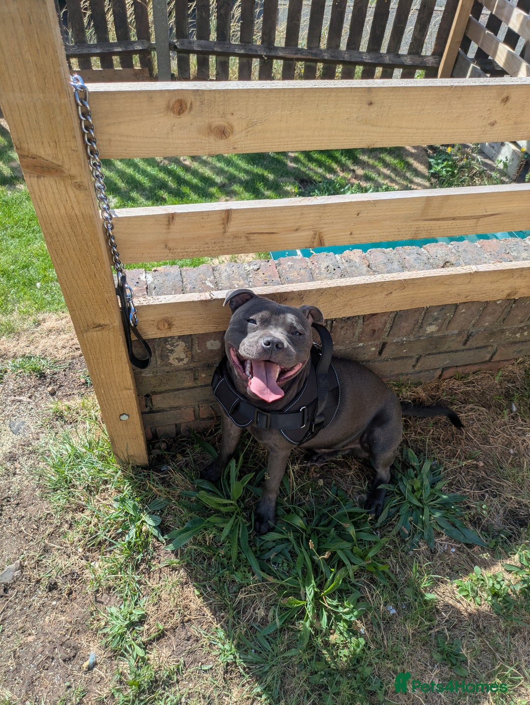 Staffordshire Bull Terrier dogs for sale: Blue staff for sale  - Image 23