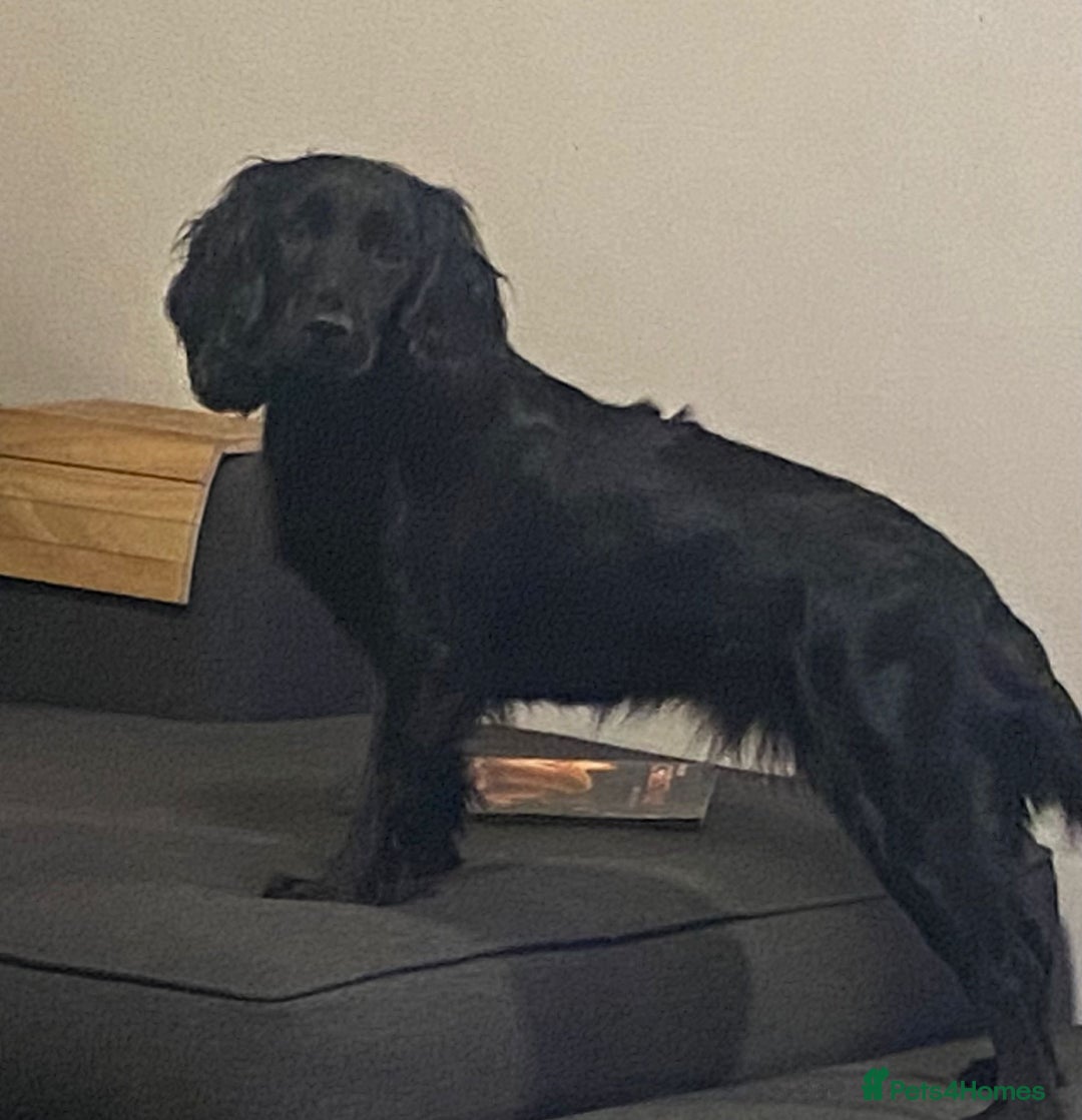 Cocker Spaniel dogs for sale: Cocker spaniel bitch available  - Advert 2