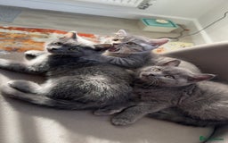 British Shorthair cats for sale: British shorthair kittens  - Image 9