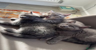 British Shorthair cats - Advert 15