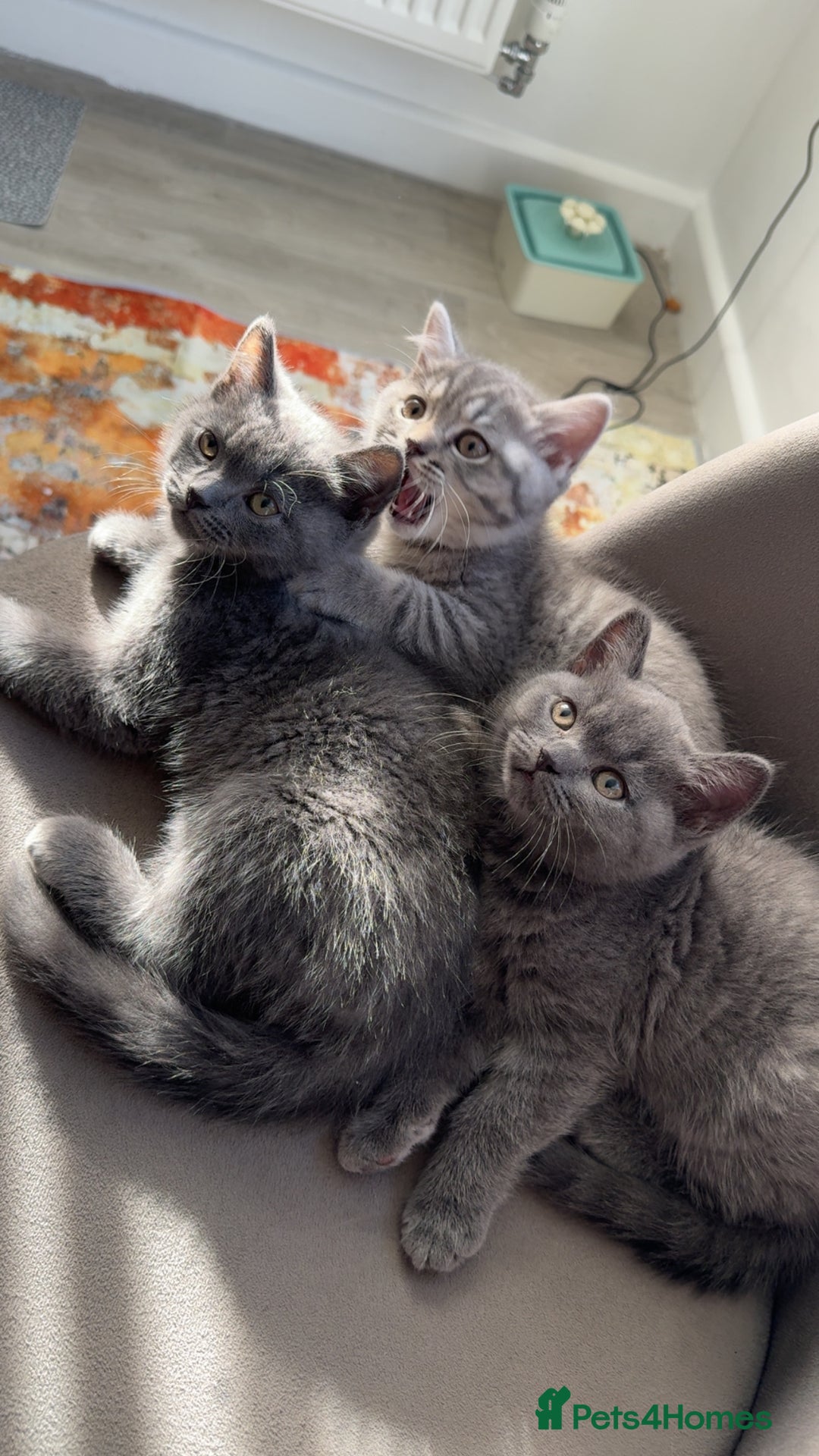 British Shorthair cats for sale: British shorthair kittens  - Image 9