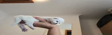 Ragdoll Kitten 4