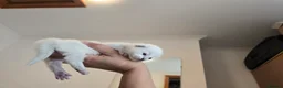 Ragdoll cats for sale: Beautiful Ragdoll Kittens - Advert 4