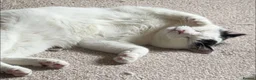 Domestic Shorthair cats for sale: 2 Bonded Brothers looking for a new home - Advert 13