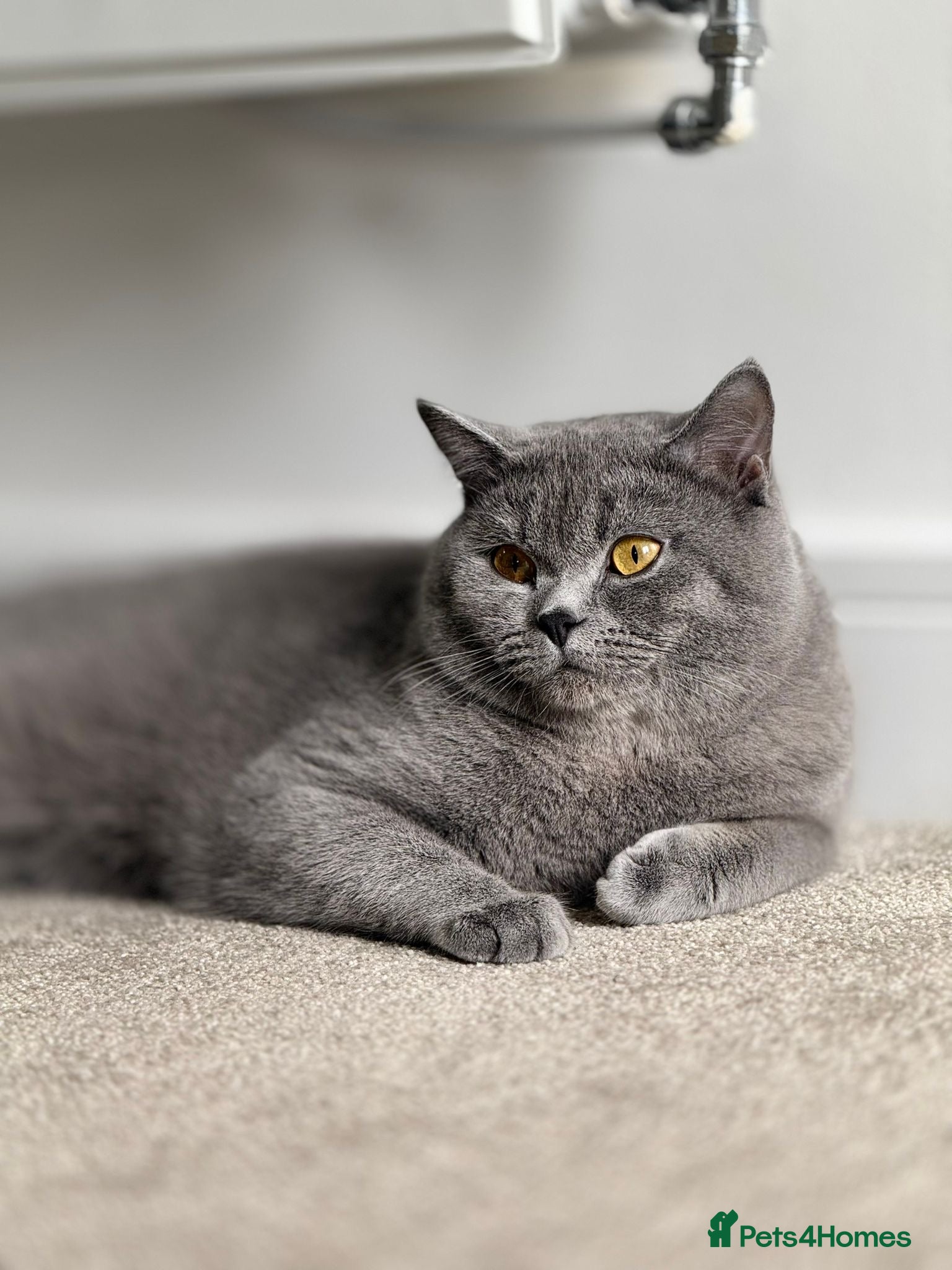 British Shorthair cats Male British shorthair  - Advert 1