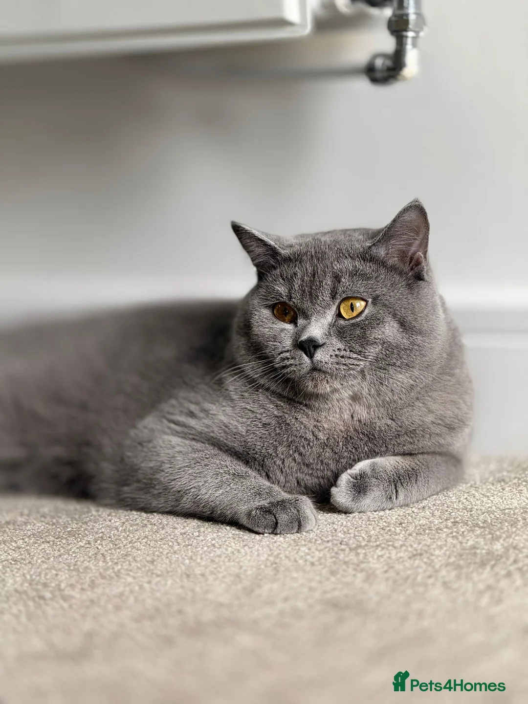 British Shorthair cats for sale: Male British shorthair  - Advert 1