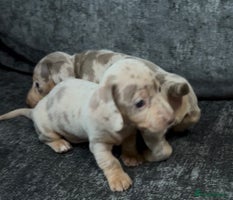 Miniature Dachshund dogs Special delivery 💙💕 - Advert 13