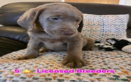 Labrador Retriever dogs for sale: Gorgeous KC Silver Labrador Puppies. - Image 1