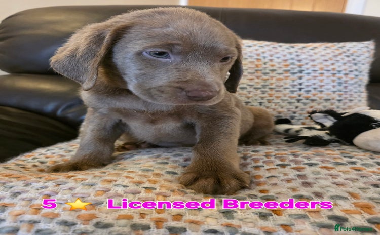 Labrador Retriever dogs - Advert 1