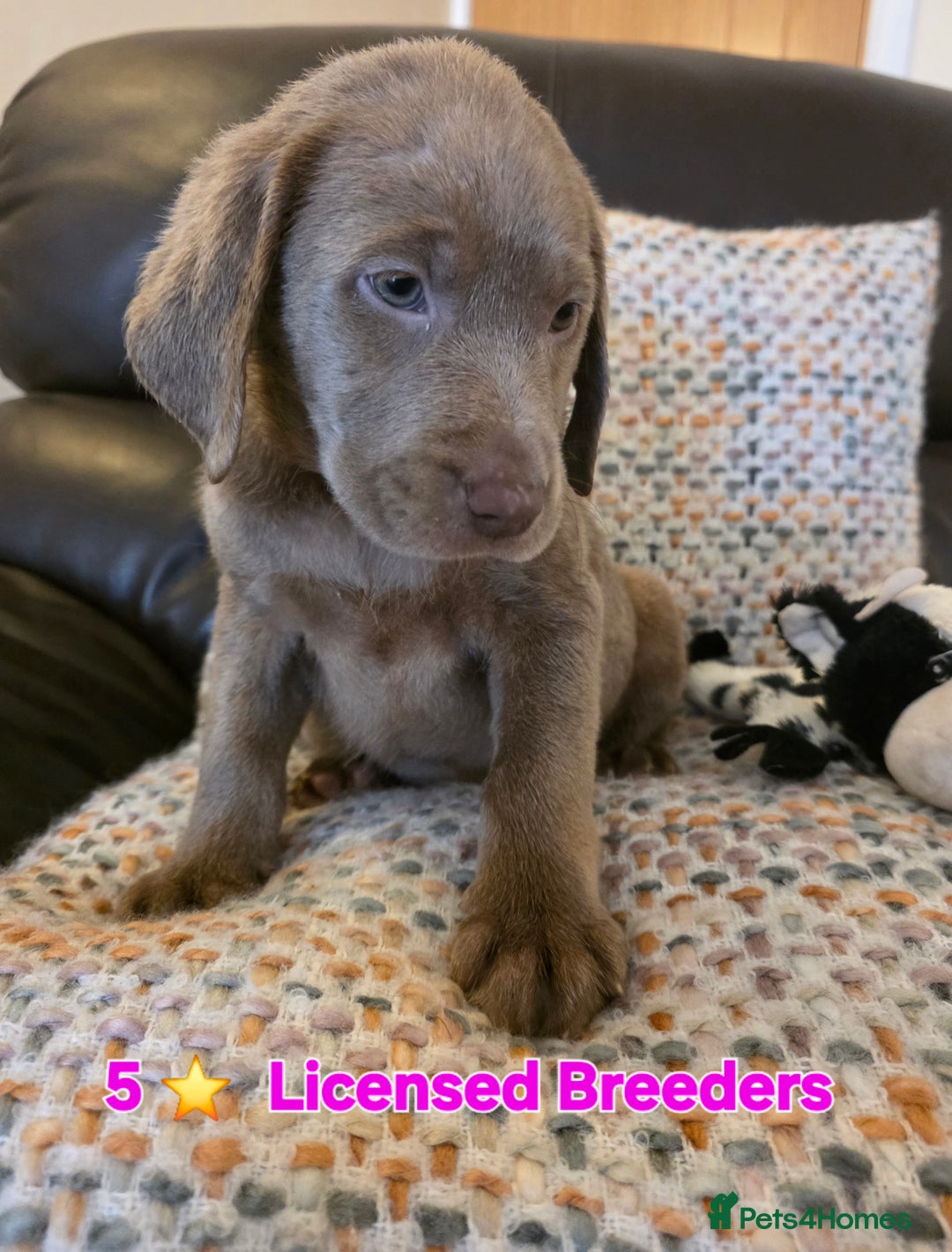 Labrador Retriever dogs for sale: Gorgeous KC Silver Labrador Puppies. - Image 1
