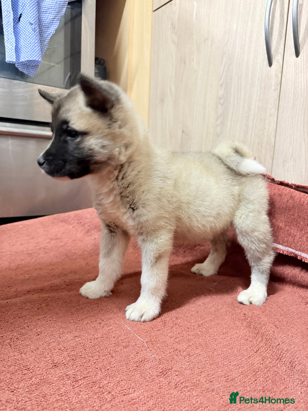 Akita dogs for sale: American Akita - Advert 19