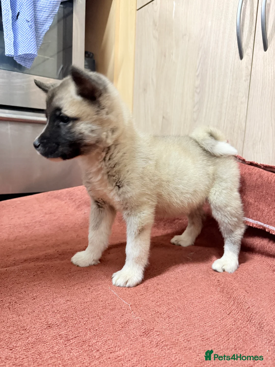 Akita dogs for sale: American Akita - Advert 19