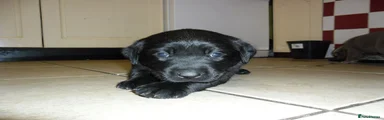 Labrador Retriever 1