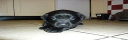 Labrador Retriever dogs for sale: 7 BEAUTIFUL FRIENDLY PUPPIES FOR SALE  - Advert 5
