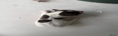 English Springer Spaniel 7