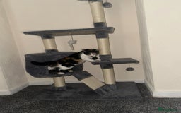 British Longhair cats for sale: Two beautiful kittens  - Image 4