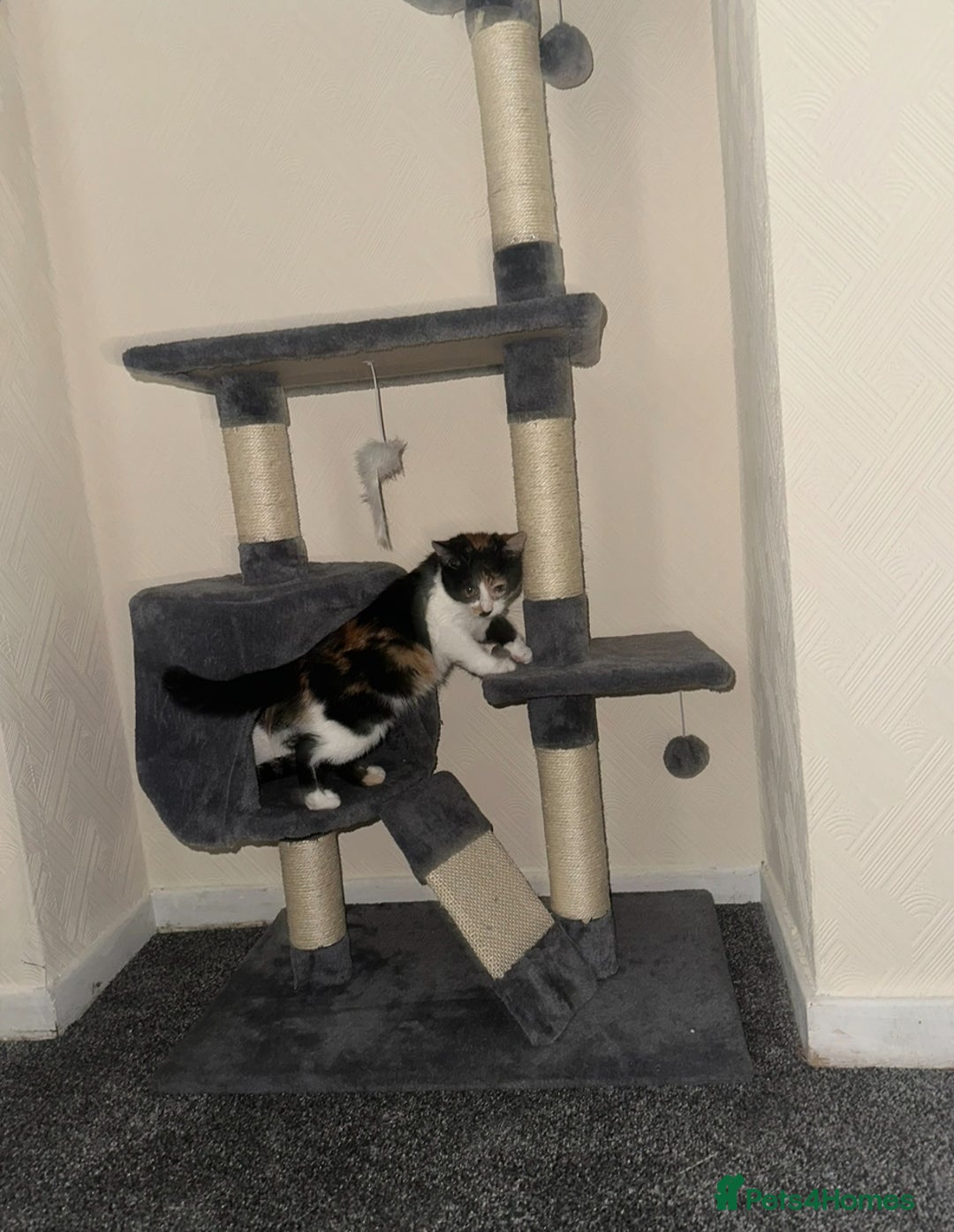 British Longhair cats for sale: Two beautiful kittens  - Image 4