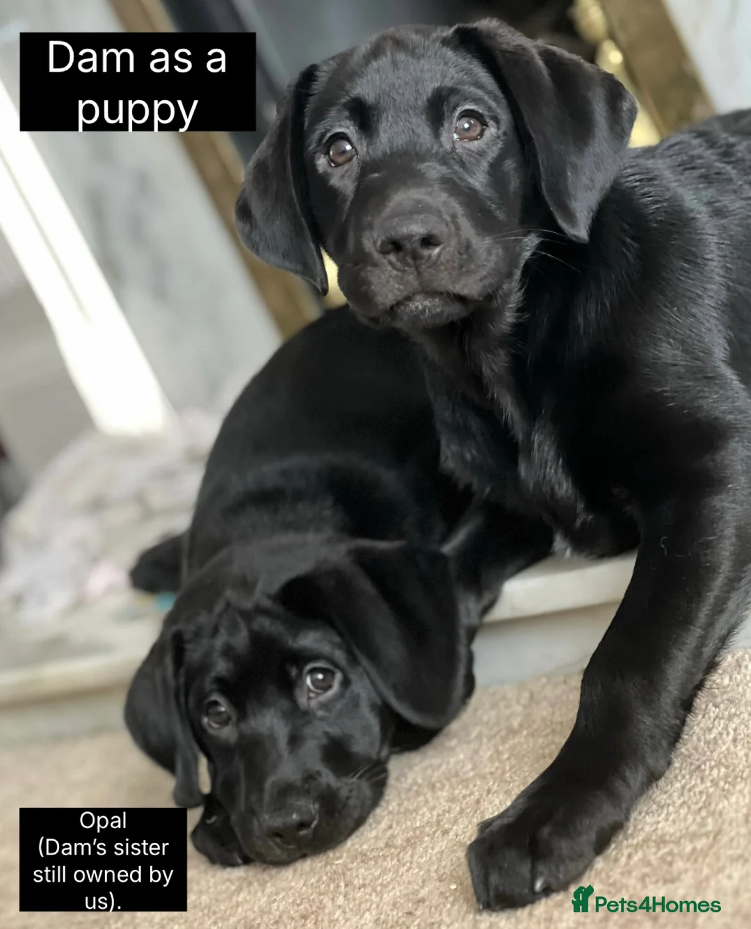 Labrador Retriever dogs for sale: 🖤🤎Superb, Kc Reg, Health Tested, Lab Pups🤎🖤 - Advert 7