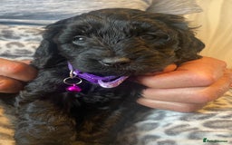 Cavapoo dogs for sale: Quality cavapoo puppies  - Image 8