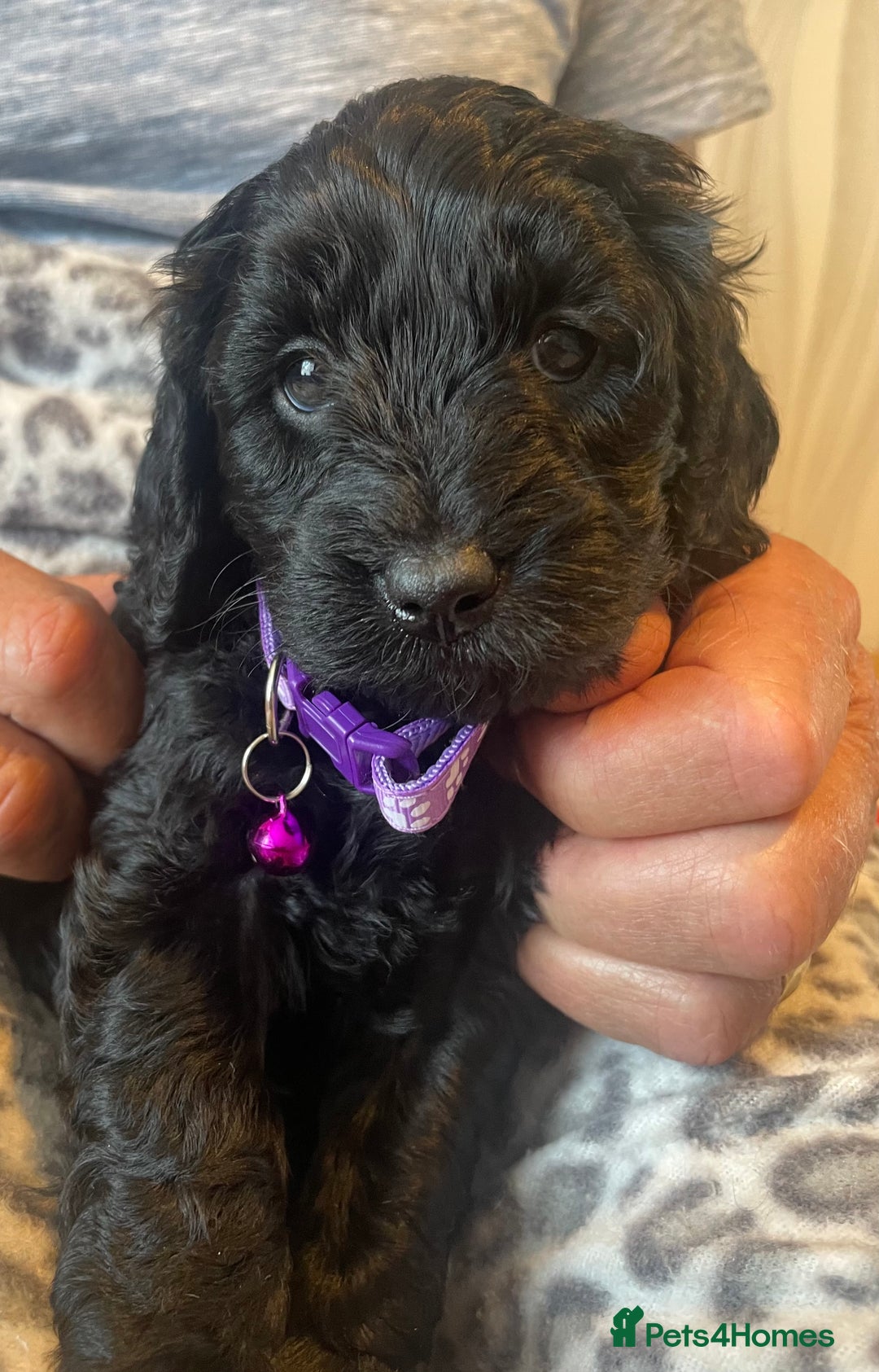 Cavapoo dogs for sale: Quality cavapoo puppies  - Image 8