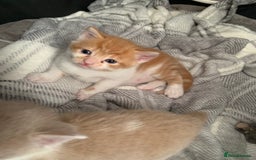 Mixed Breed cats for sale: 5 beautiful mixed British short hair  ✨ - Image 16