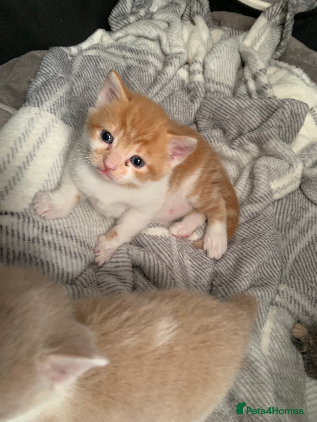 Mixed Breed cats for sale: 5 beautiful mixed British short hair  ✨ - Image 16