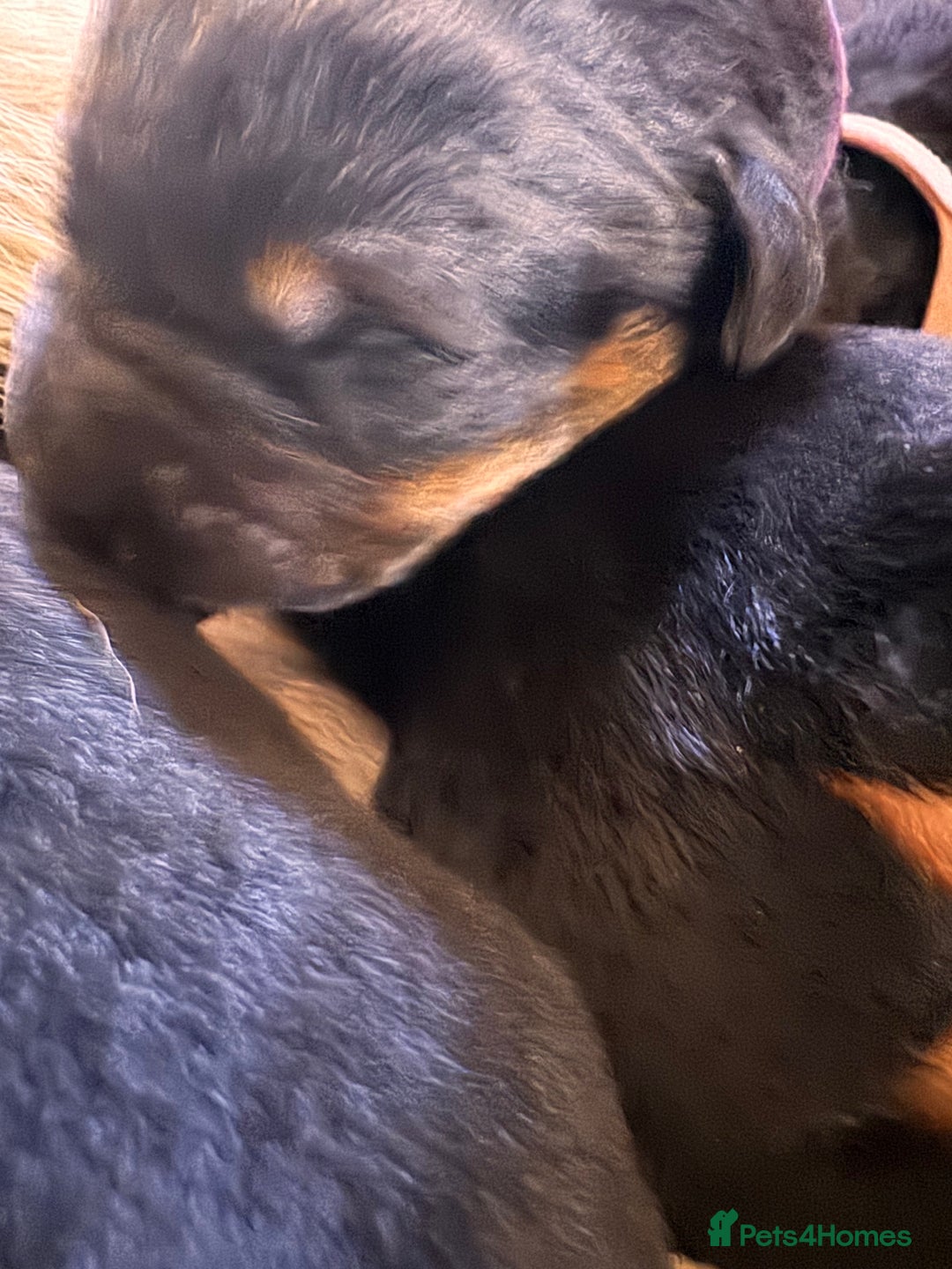 Mixed Breed dogs for sale: Rotti x gsd pups - Image 5