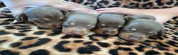 Miniature Dachshund dogs for sale: Beautiful litter of chocolate dachshunds  - Advert 11
