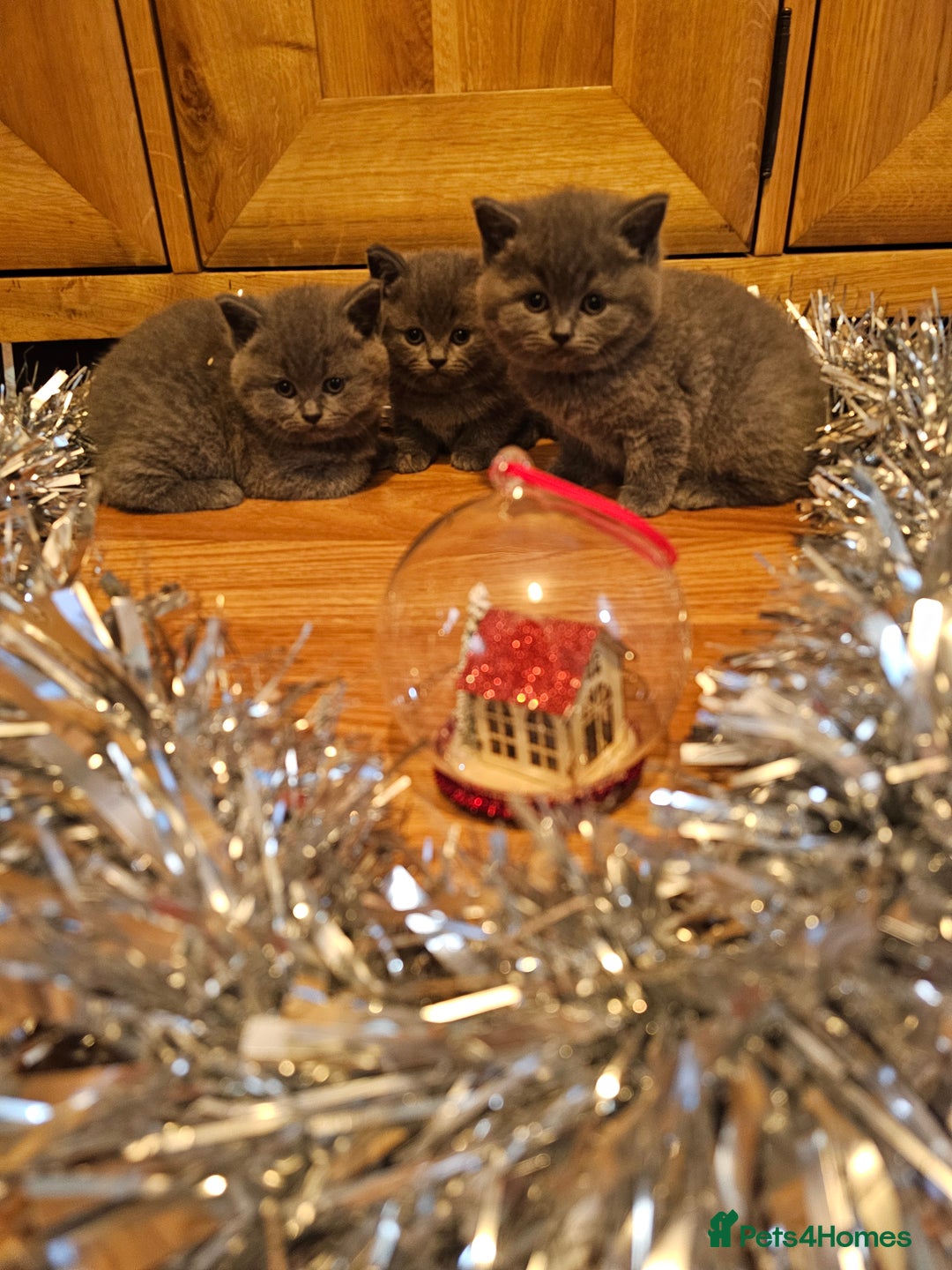 British Shorthair cats for sale: British shorthair kittens  - Advert 1