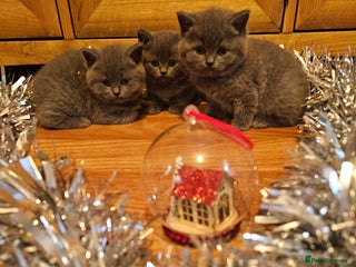 British Shorthair cats British shorthair kittens - Advert 1