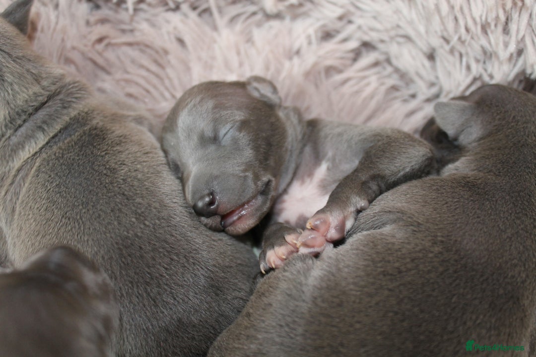 Italian Greyhound dogs for sale: KC Reg Italian Greyhound only 1 available - Advert 5