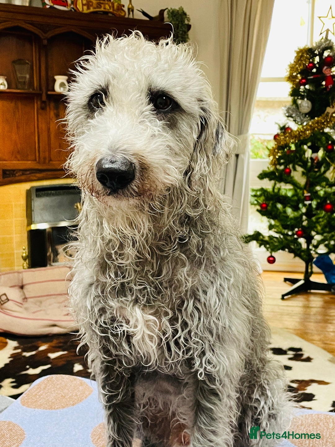 Bedlington Terrier dogs for stud: 3/4 Bedlington 1/4 Whippet Stunning boy for stud - Advert 6