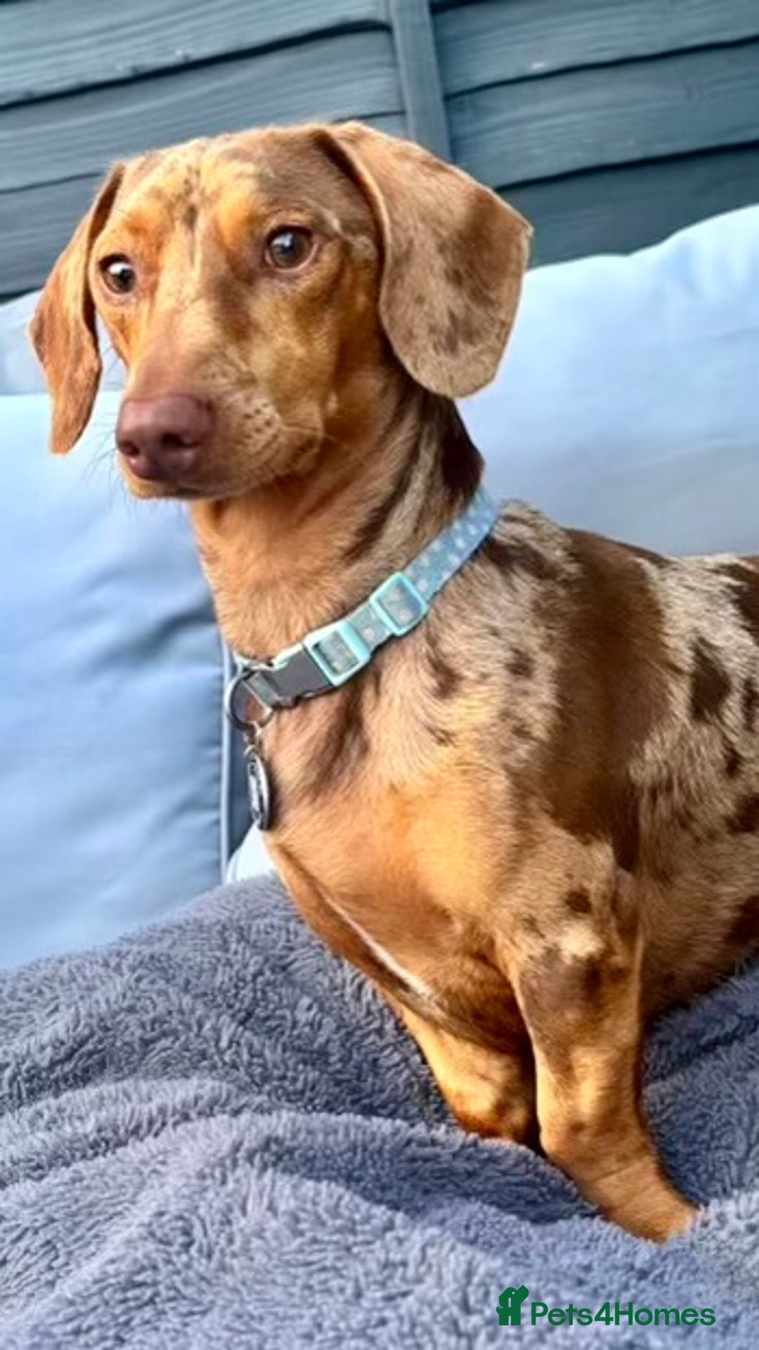 Dachshund dogs for stud: Extremely Handsome Dapple Dachshund - Advert 4