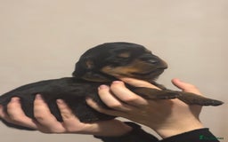 Rottweiler dogs for sale: Rottweiler puppies - Image 16