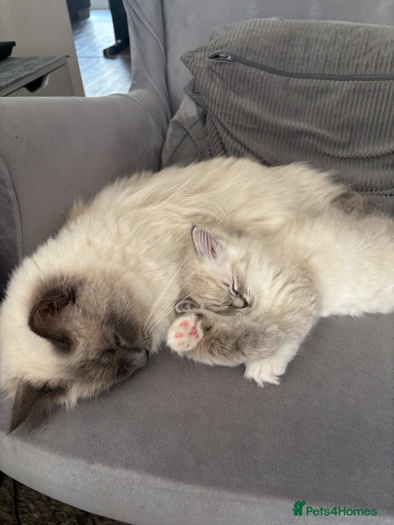 Ragdoll cats TICA registered - beautiful ragdoll kitten  - Advert 2