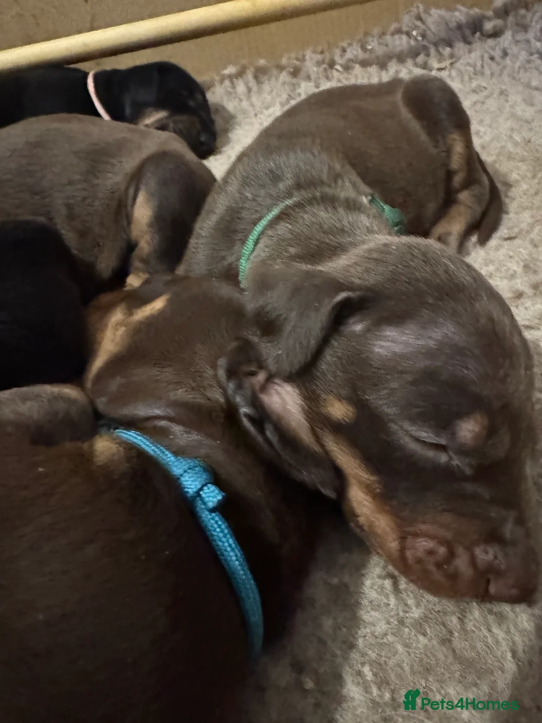 Dobermann dogs for sale: Beautiful Doberman puppies  - Advert 19