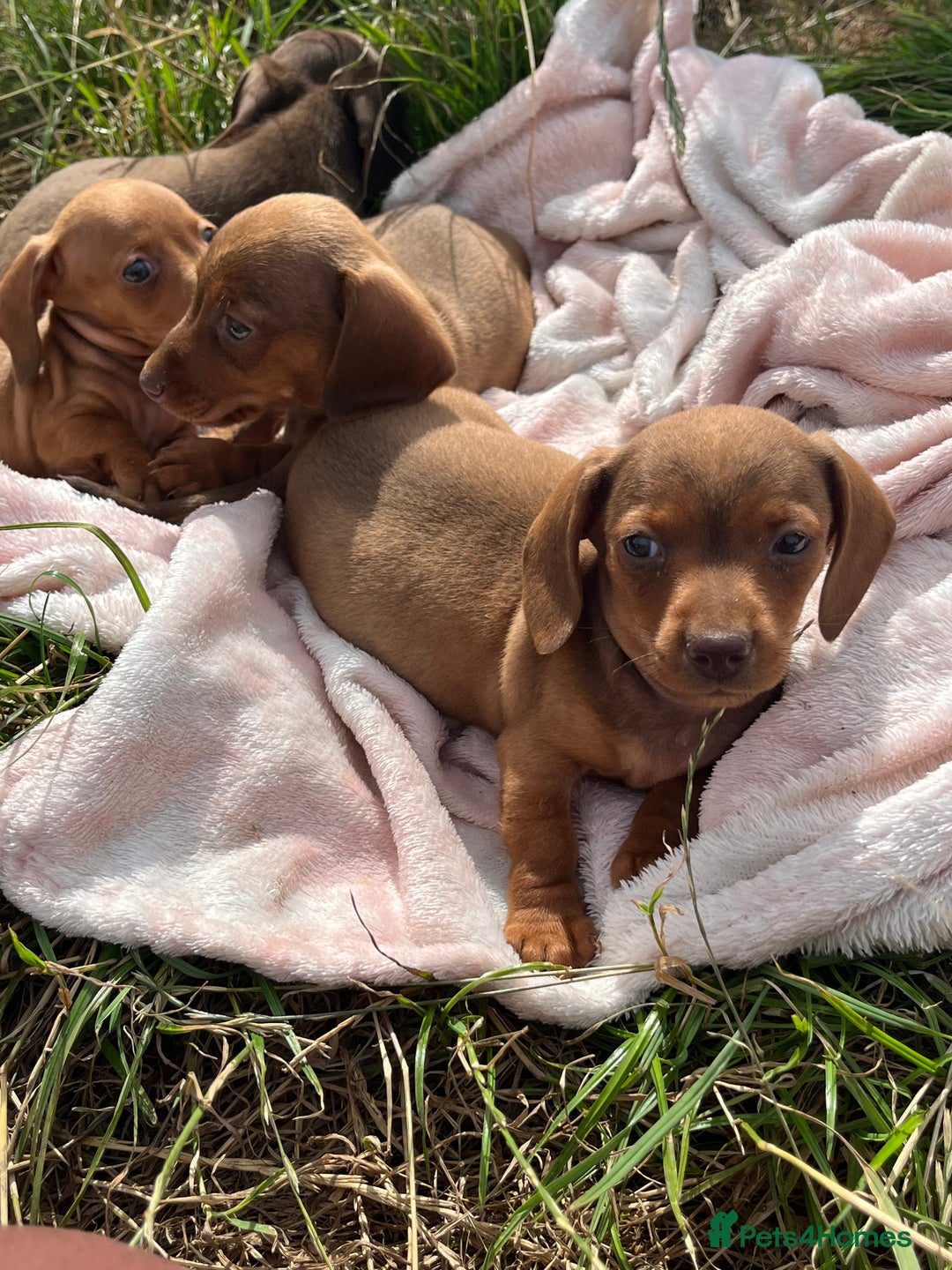 Miniature Dachshund dogs for sale: dachshund puppies - Image 10