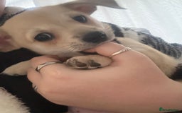 Chiweenie dogs for sale: 6 Beautiful Chiweenie Puppies *Reduced* - Advert 9