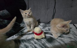 Mixed Breed cats for sale: Mixed breed kittens ready now.  - Image 13