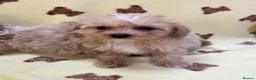 Maltipoo dogs for sale: 🐶5 Maltipoo puppies F1🐾 in Upminster - Advert 5
