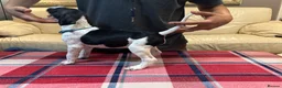 Pointer dogs for sale: Pedigree Pointer Pups - Advert 38