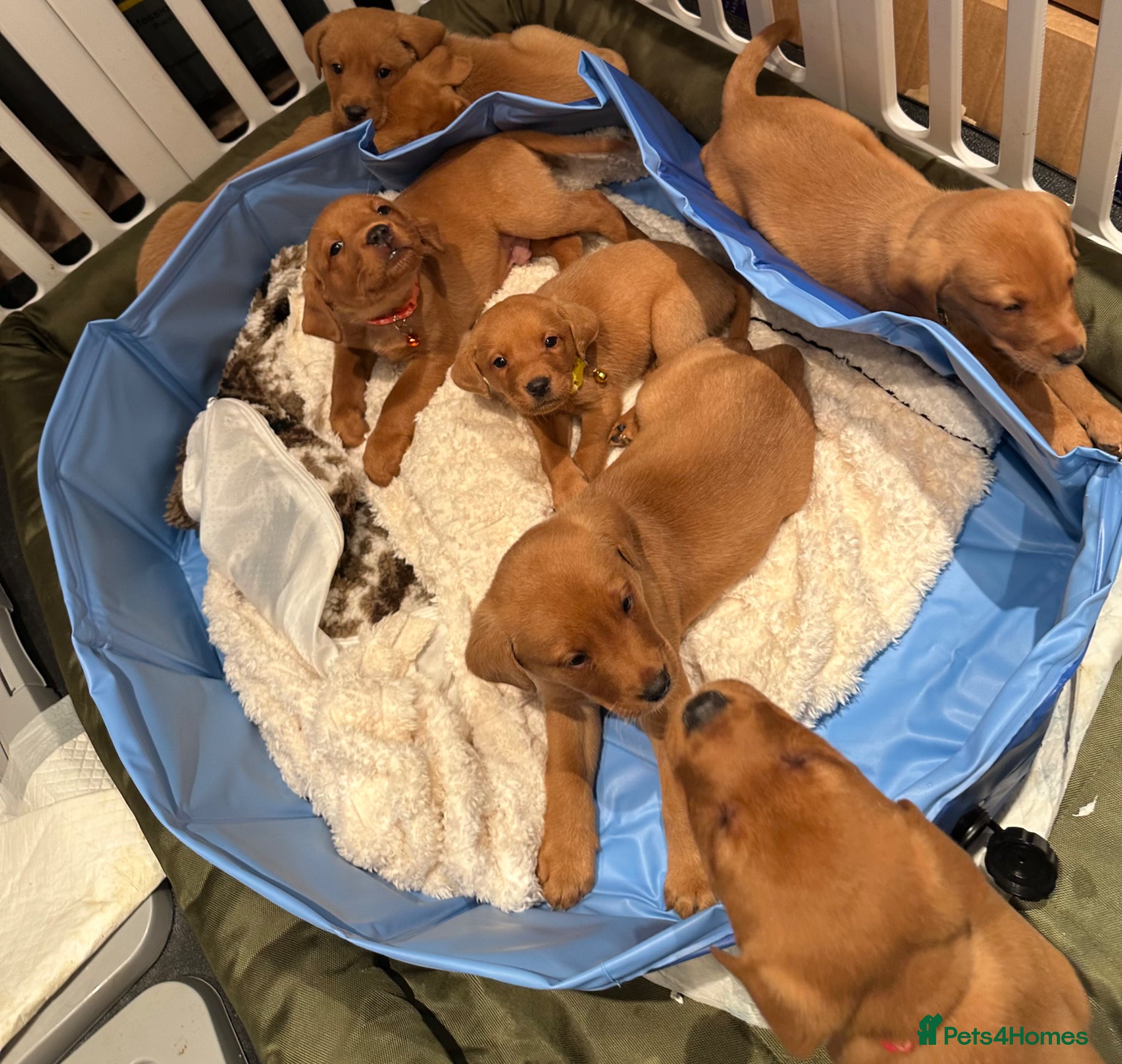 Labrador Retriever dogs beautiful kc registered fox red Labrador puppies  - Advert 1